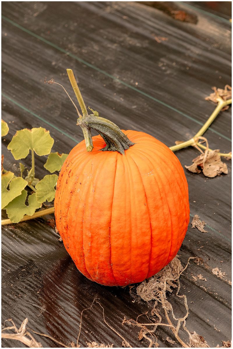 Pick A Firm Pumpkin With A Green Stem Pick A Firm Pumpkin With A Green Stem