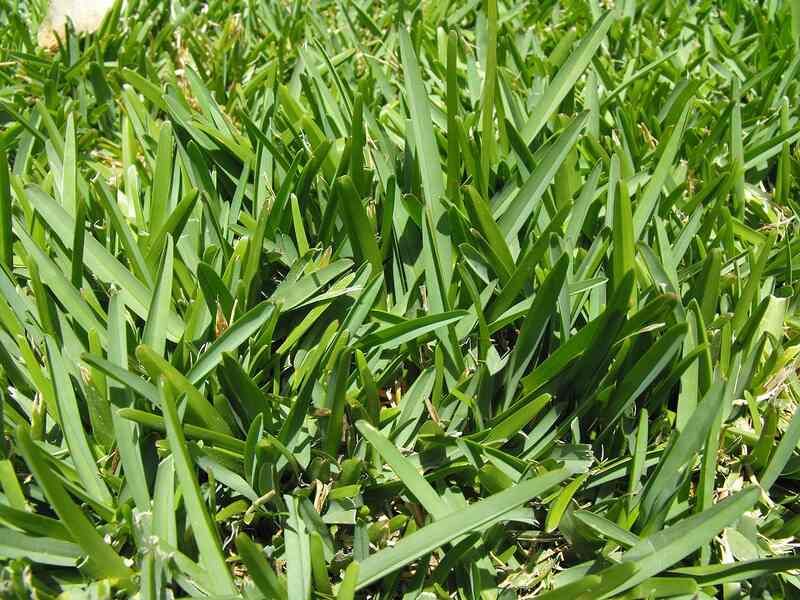 Pick A Grass That Actually Grows From Seed Pick A Grass That Actually Grows From Seed