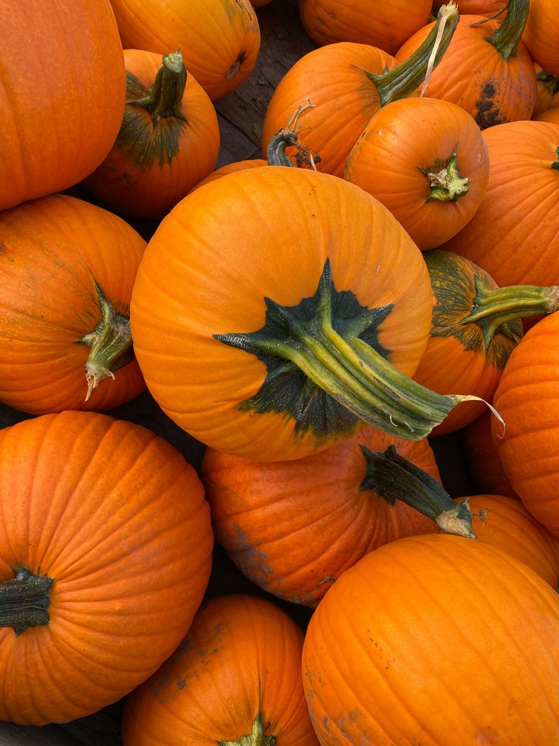 Pick A Healthy Pumpkin With A Sturdy Stem