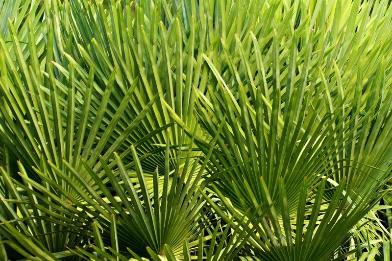 Pick A Slow-Release Palm Blend For The November Feeding