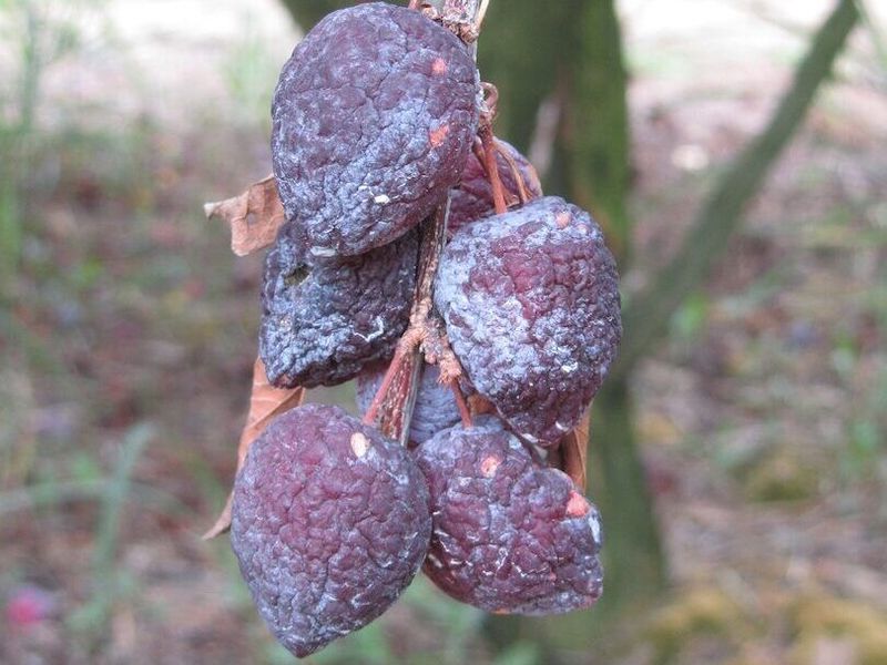 Pick Every Mummy Off The Branches Pick Every Mummy Off The Branches