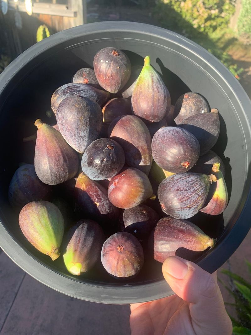 Pick Every Ripe Fruit Before The Chill Pick Every Ripe Fruit Before The Chill