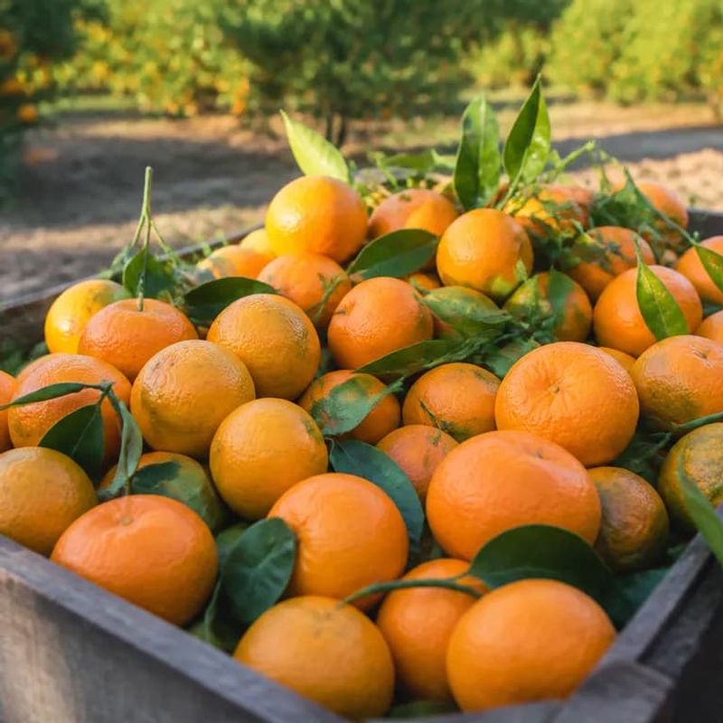 Pick Everything Before Five Hours Below 28 Degrees