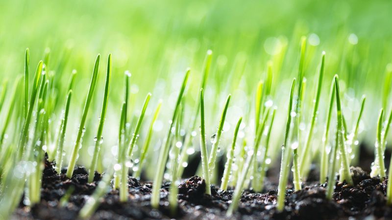 Pick Fast Sprouting Ryegrass And Tall Fescue Seed Pick Fast Sprouting Ryegrass And Tall Fescue Seed