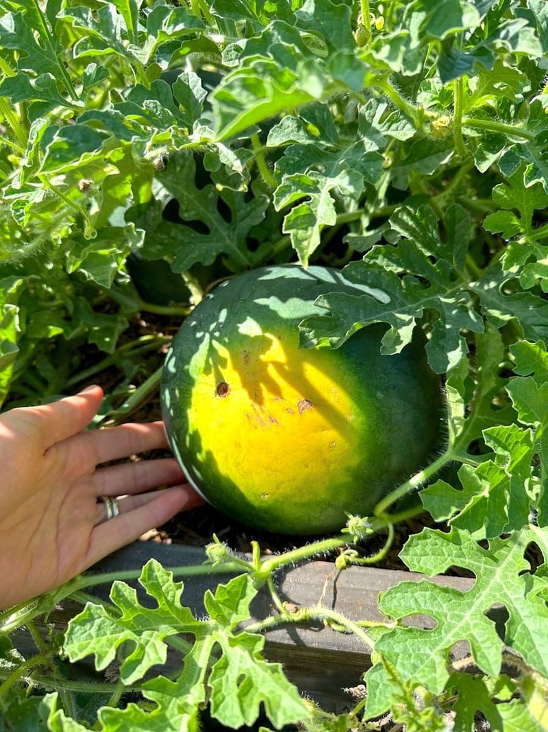 Pick Fruits With Faint Yellow Ground Spots First Pick Fruits With Faint Yellow Ground Spots First
