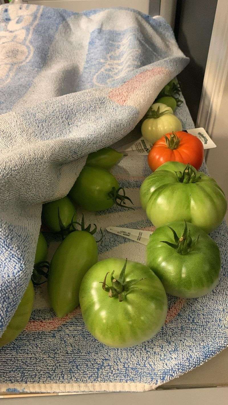 Pick Green Tomatoes And Peppers Ahead Of Frost Pick Green Tomatoes And Peppers Ahead Of Frost