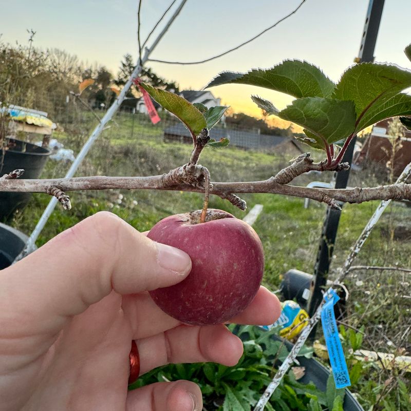 Pick In Stages As Each Side Of The Tree Ripens Pick In Stages As Each Side Of The Tree Ripens