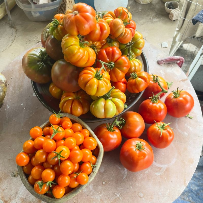 Pick Ripening Tomatoes Before Heavy Rain