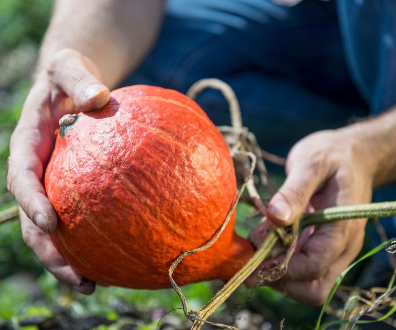 Pick Small Ornamental Gourds Before Frost