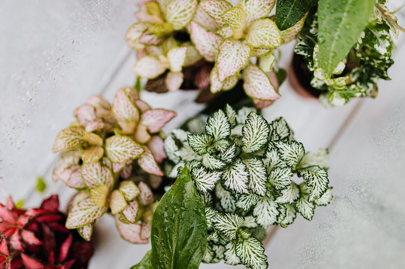 Pick Small Plants For Your Jar