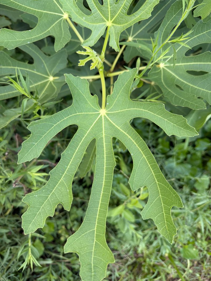 Pick The Freshest Leaves Before The First Frost