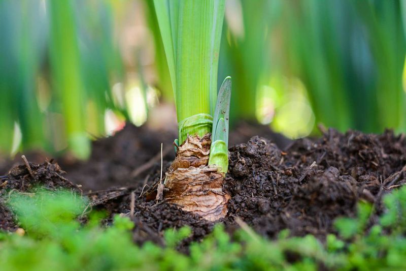 Pick The Perfect Planting Window