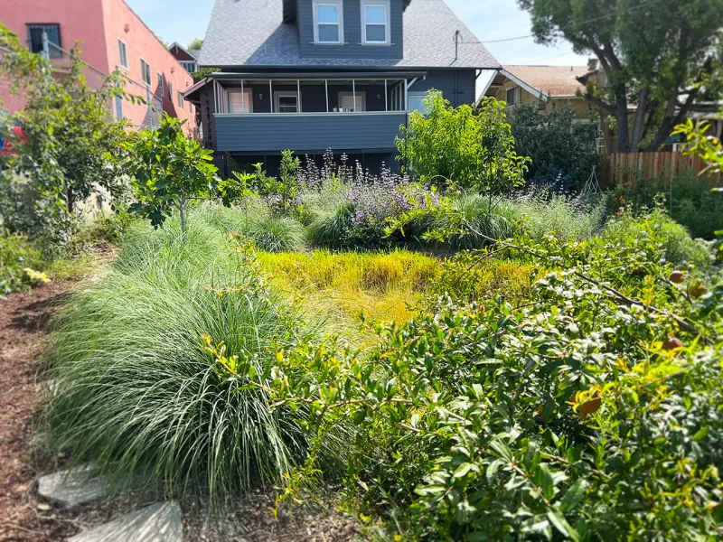 Pick The Right California Plants For Graywater Pick The Right California Plants For Graywater