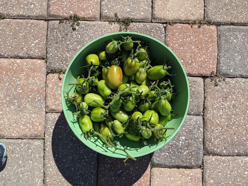 Pick The Right Fruit Before Frost Arrives