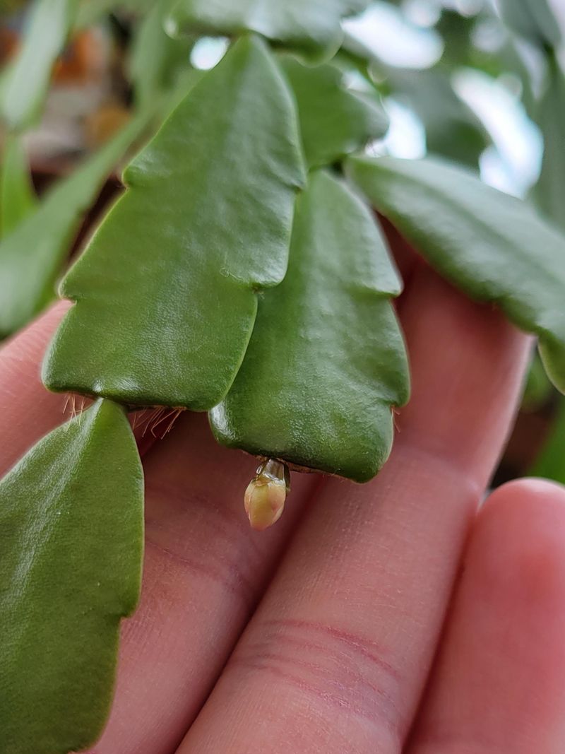 Pick The Right Moment Before Buds Take Over Pick The Right Moment Before Buds Take Over
