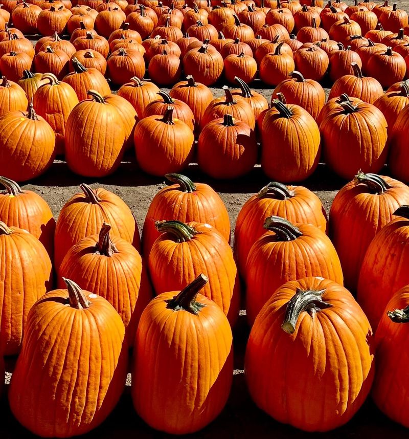 Pick The Right Pumpkin Before You Carve