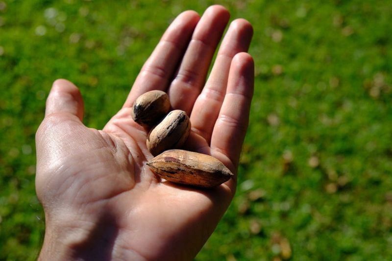Pick The Right Weather For Nut Gathering Pick The Right Weather For Nut Gathering