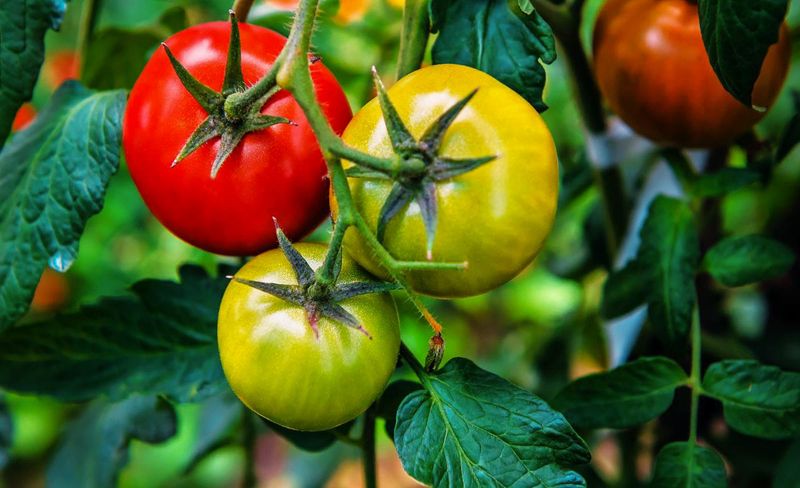Pick Tomatoes Showing A Blush Of Color Pick Tomatoes Showing A Blush Of Color