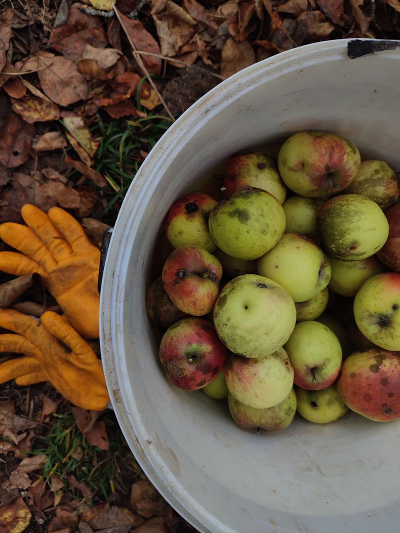 Pick Up Dropped Fruit Under The Tree
