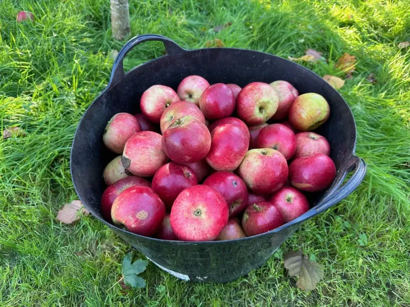 Pick Up Fallen Fruit And Garden Scraps