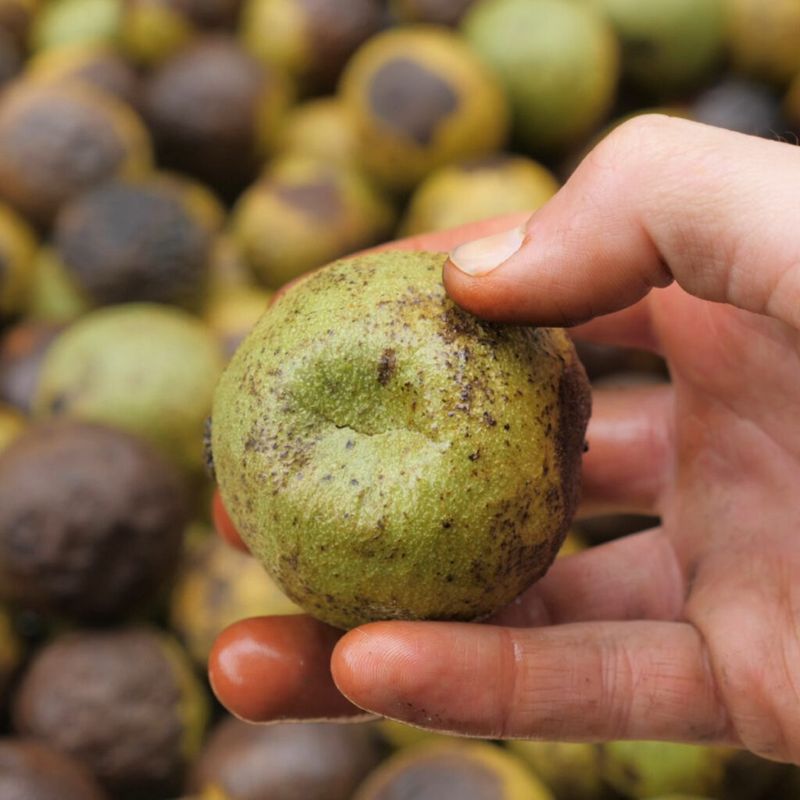 Pick Up Nuts As Hulls Turn Yellow-Green Pick Up Nuts As Hulls Turn Yellow-Green