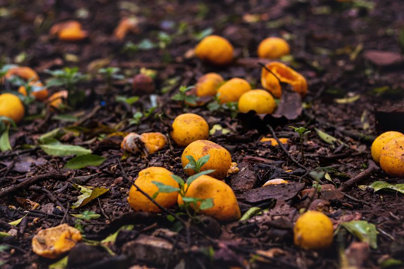 Pick Up Split Fruit Before It Rots