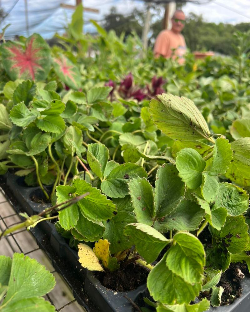 Pick Varieties Bred For Short Southern Days Pick Varieties Bred For Short Southern Days