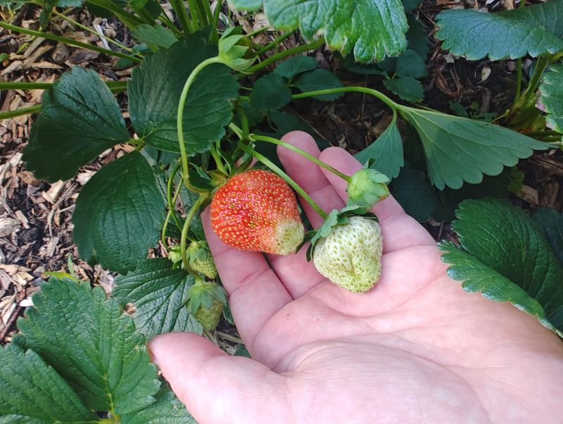 Pick Varieties Built For Your Local Climate