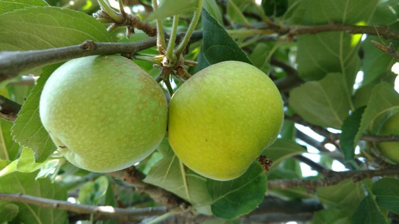Pick Varieties That Suit Your Region Pick Varieties That Suit Your Region