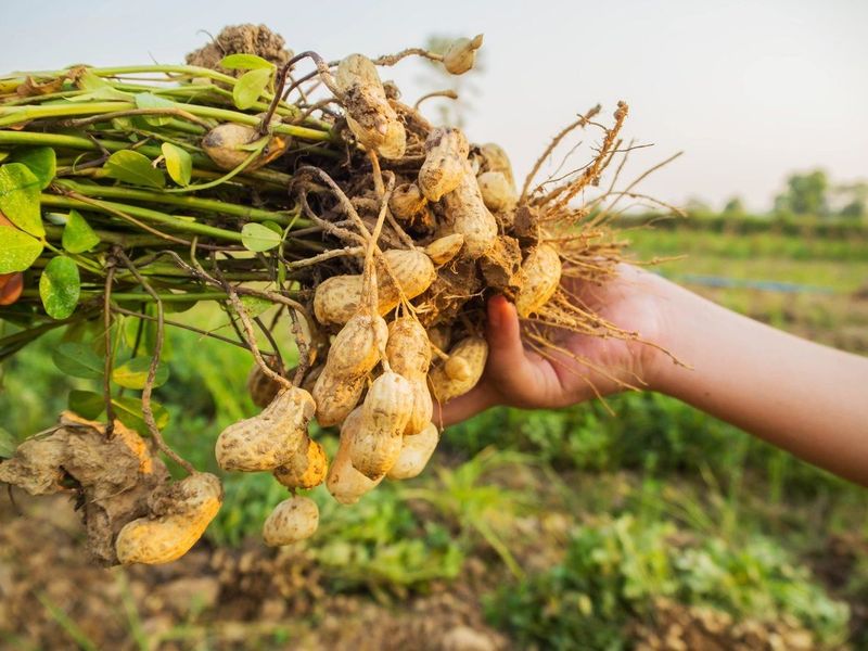Pick a Fast Valencia or Spanish Peanut Variety First Pick a Fast Valencia or Spanish Peanut Variety First