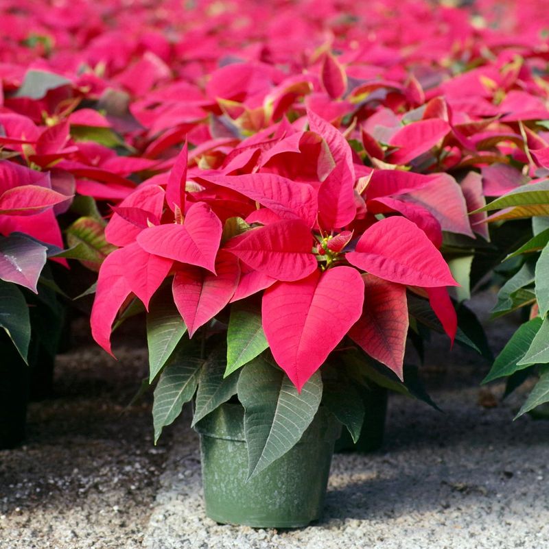 Pick a Healthy Poinsettia Before It Ever Leaves the Store Pick a Healthy Poinsettia Before It Ever Leaves the Store