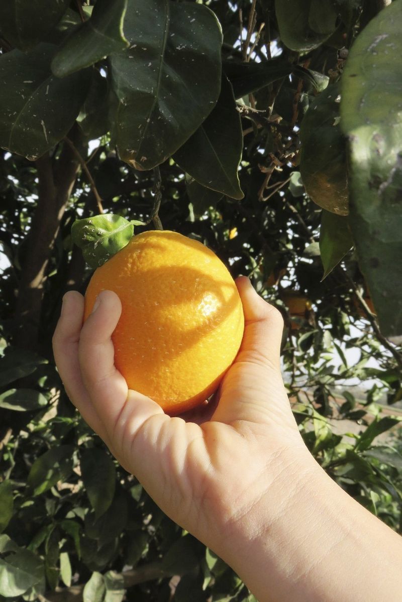 Picked oranges will not sweeten on the counter