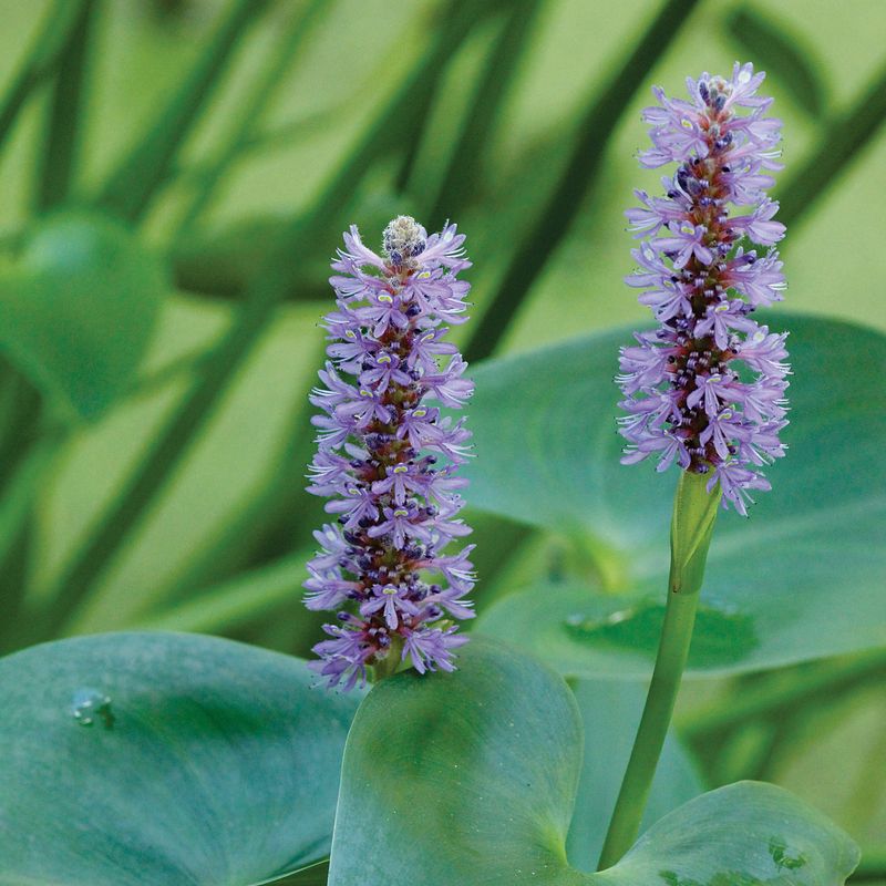 Pickerelweed