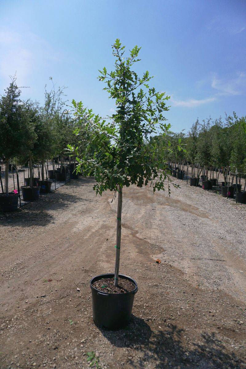 Picking A Healthy Oak At A Nursery