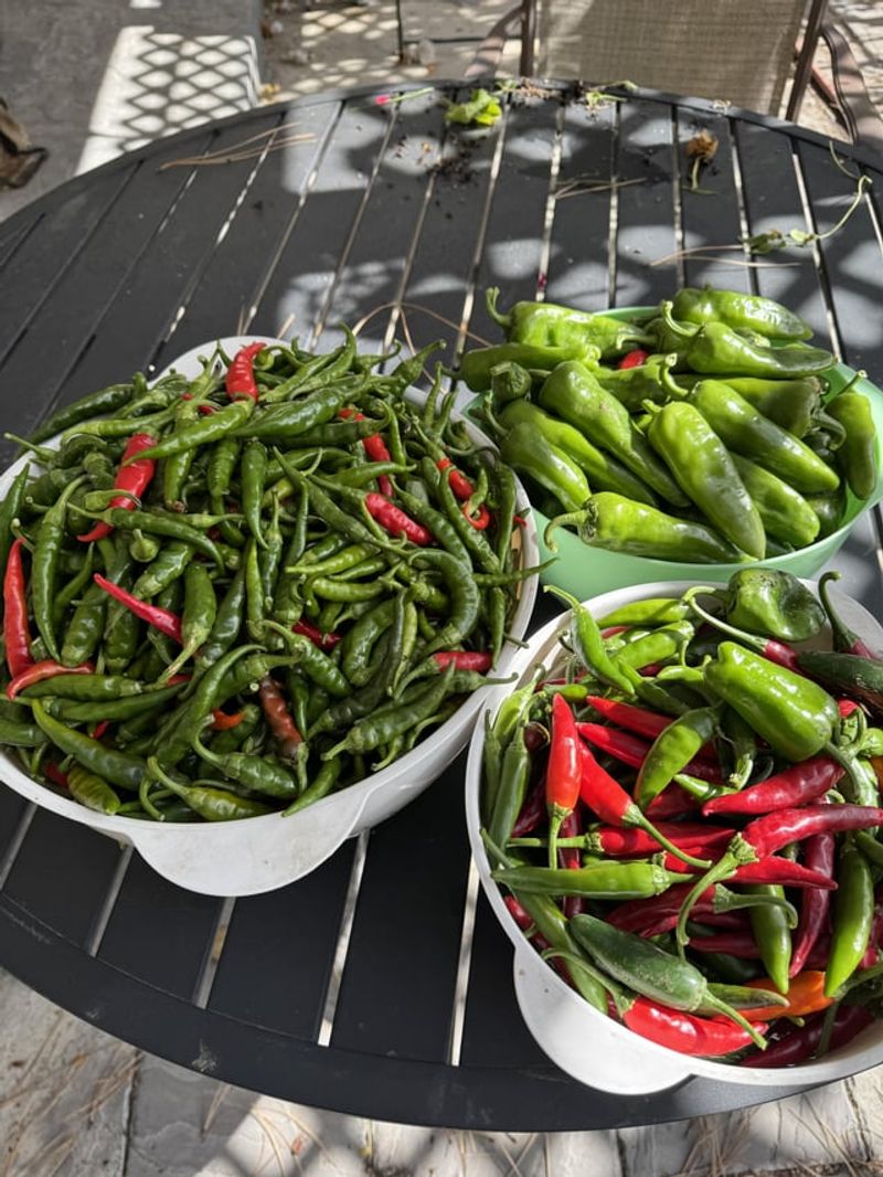 Picking Everything Before The Cold Night Is The Safer Move Picking Everything Before The Cold Night Is The Safer Move