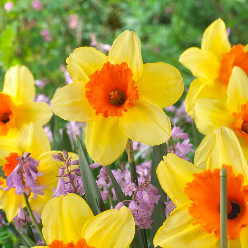 Picking Plump, Healthy Bulbs Picking Plump, Healthy Bulbs