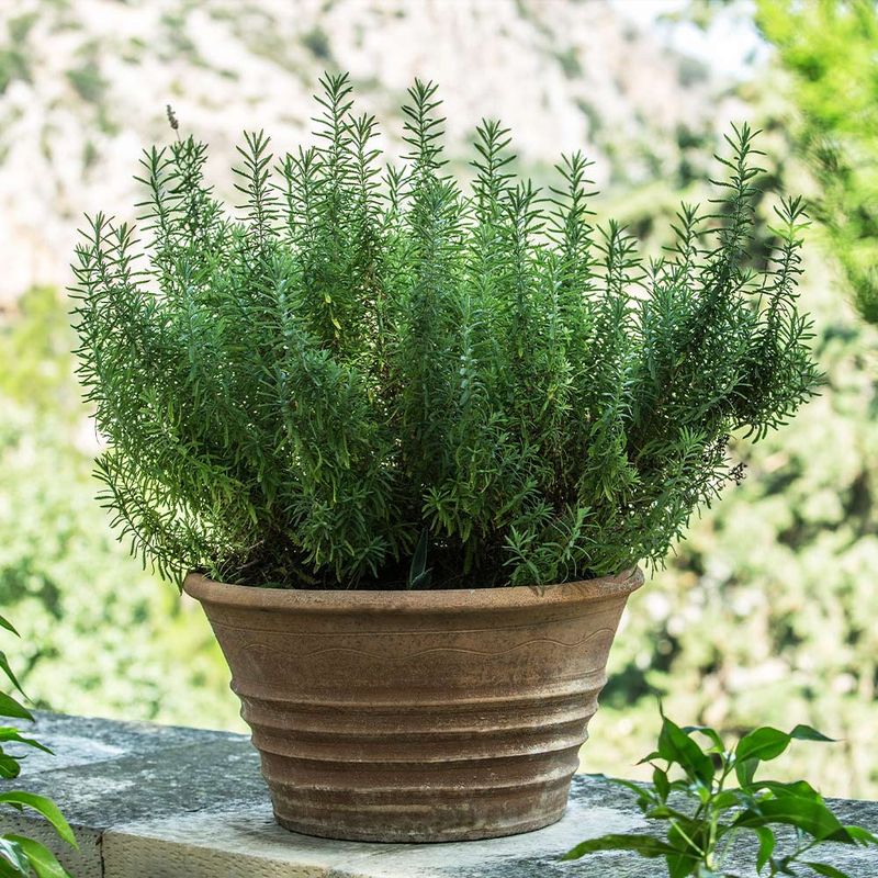 Picking The Best Rosemary Variety