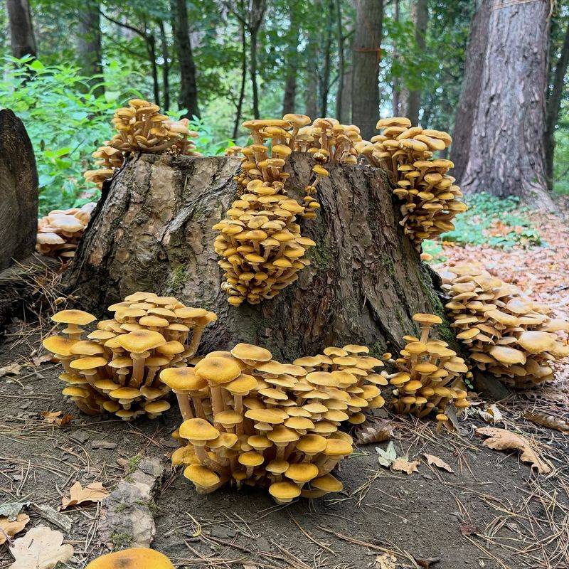 Picking The Mushrooms Won't Stop The Infection