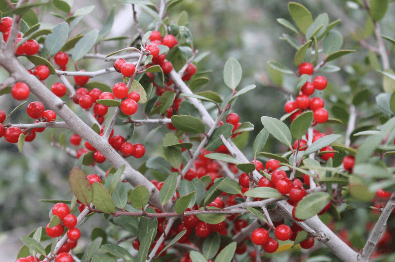Picking The Right Female Plant For Texas Berries