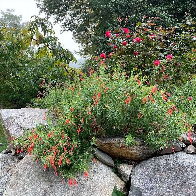 Picking The Right Natives For Your Yard Picking The Right Natives For Your Yard