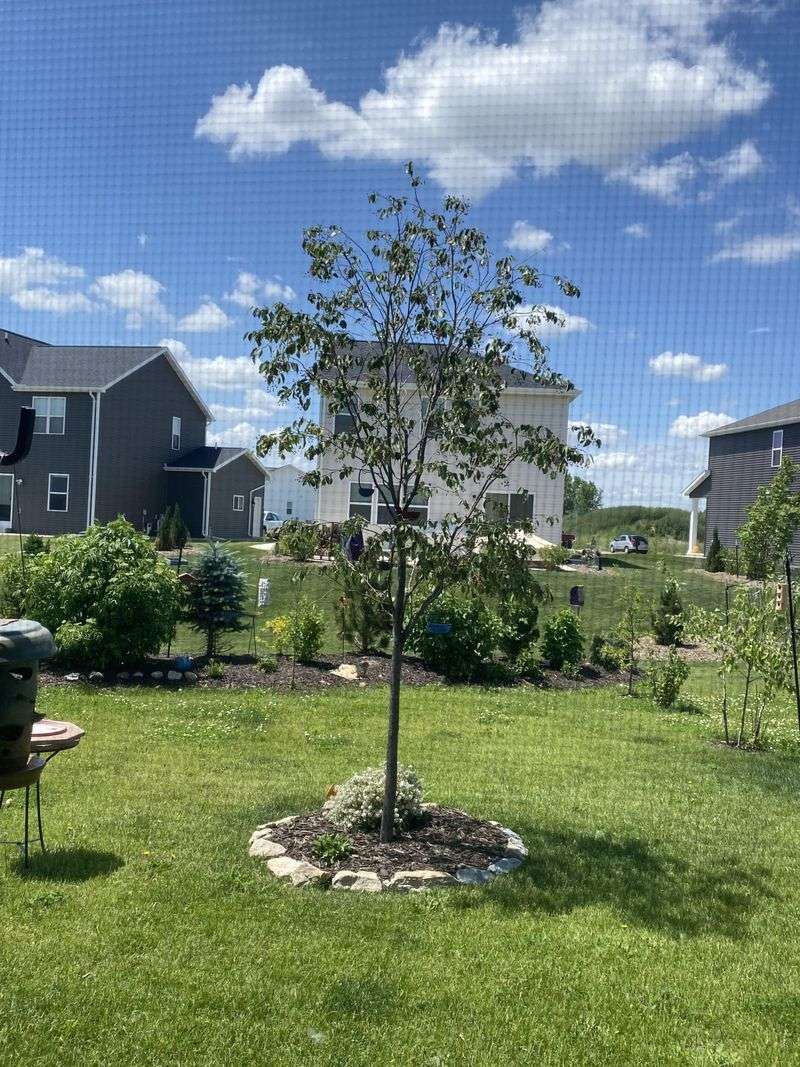 Picking The Right Spot In Your Yard