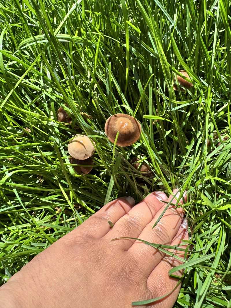 Picking Them Won’t Remove The Fungus Picking Them Won’t Remove The Fungus