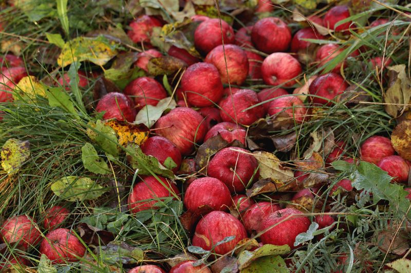 Picking Up Fallen Fruit And Adding Motion Lights Keeps Mule Deer Moving