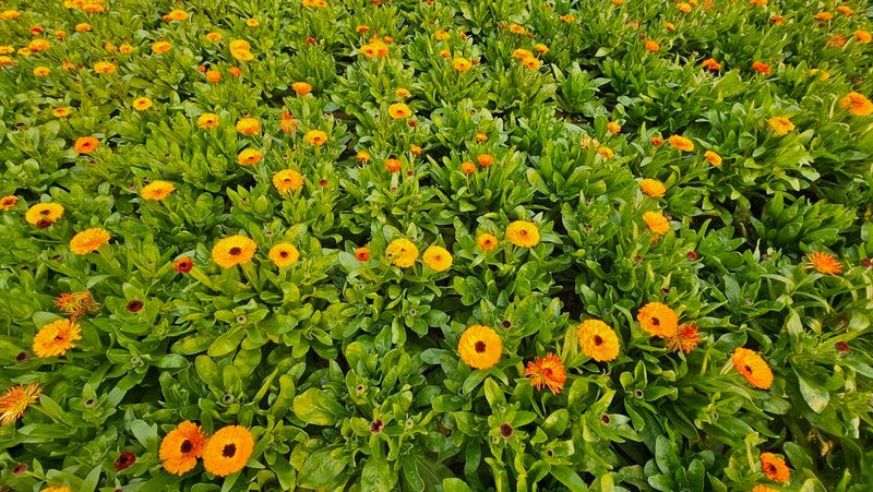 Piedmont Gardens Can Succeed With Early Planting