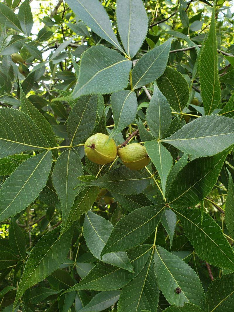 Pignut Hickory Nuts Keep Squirrels Busy Stashing Food