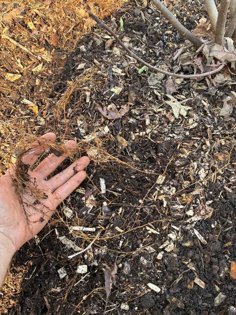 Pile On A Cozy Blanket Of Mulch Pile On A Cozy Blanket Of Mulch
