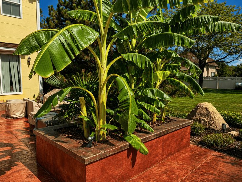 Pile Thick Straw Mulch Around the Banana Base