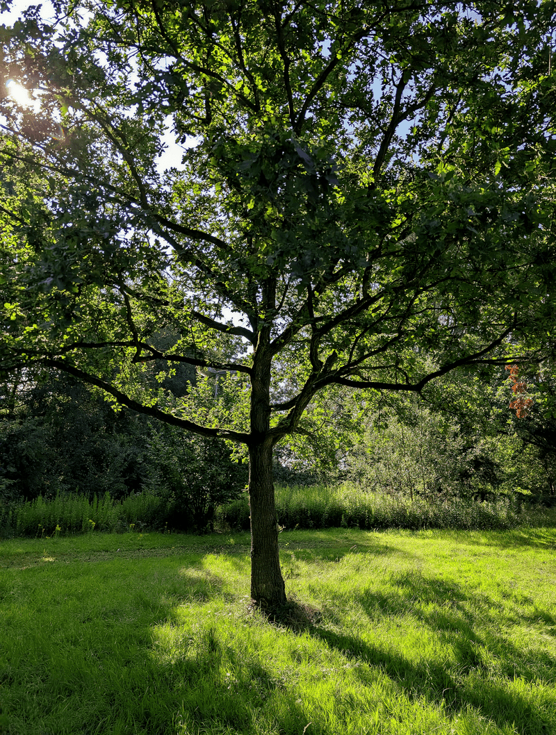 Pin Oak Casts Wide Summer Shade