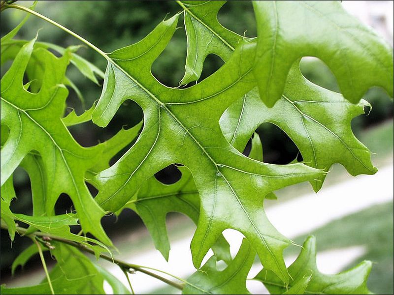 Pin Oak
