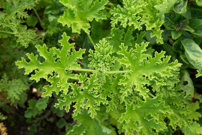 Pinch New Growth To Keep Plants Bushy Pinch New Growth To Keep Plants Bushy